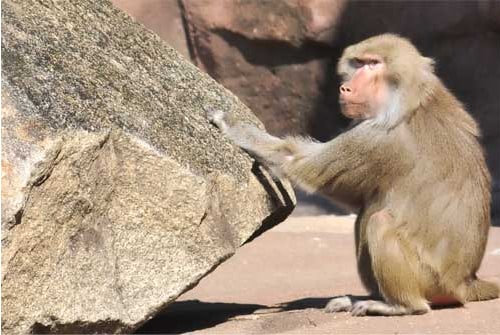 Um macaco toca um tambor